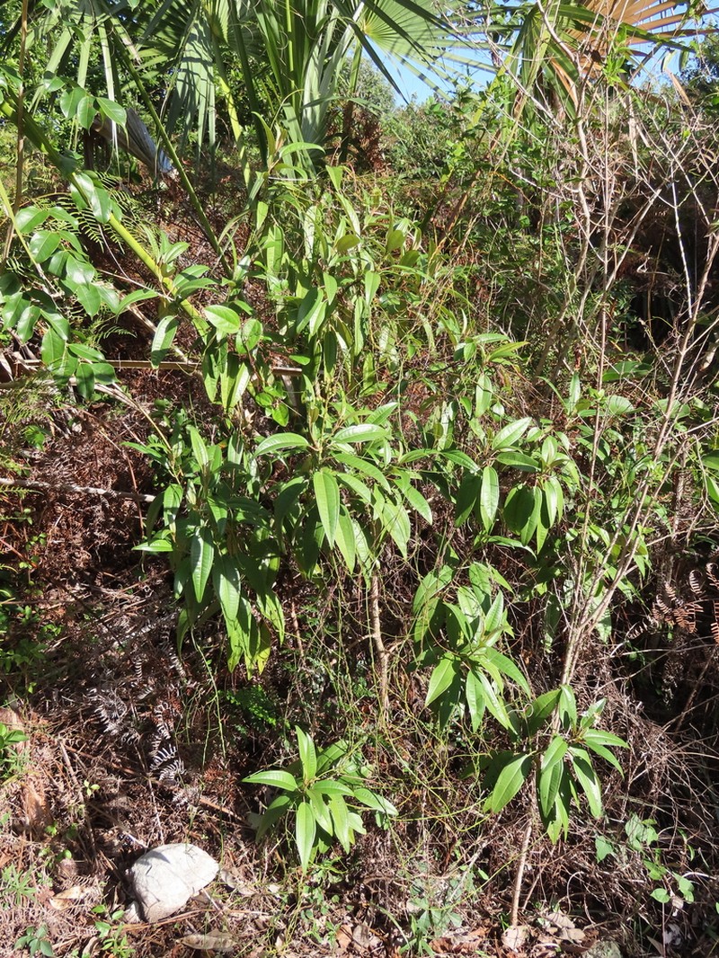 Florida Clover Ash photo 6