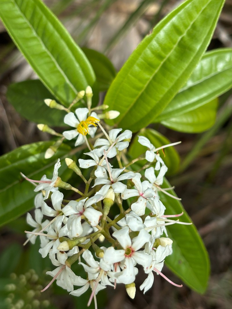 Florida Clover Ash photo 7