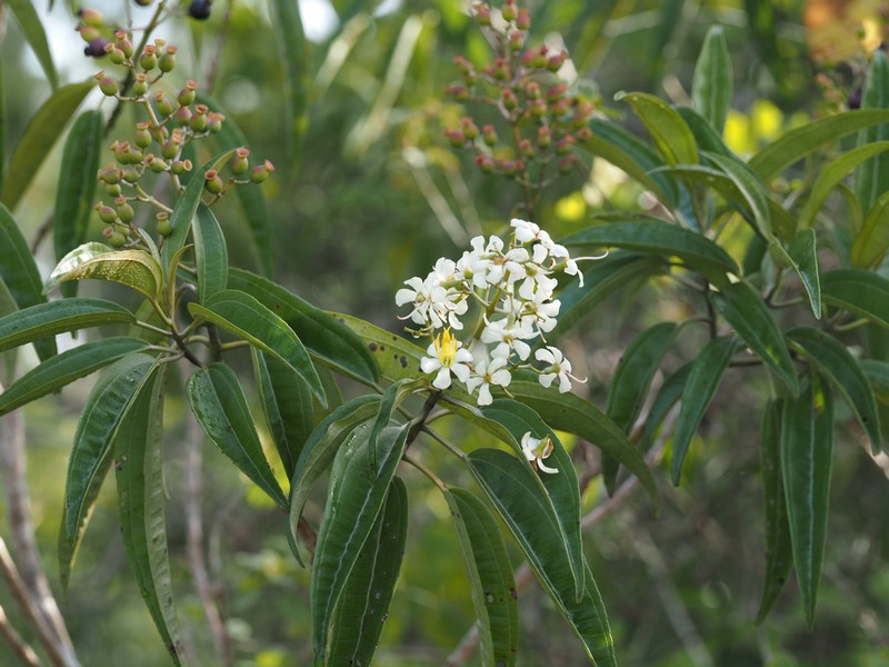 Florida Clover Ash photo 8