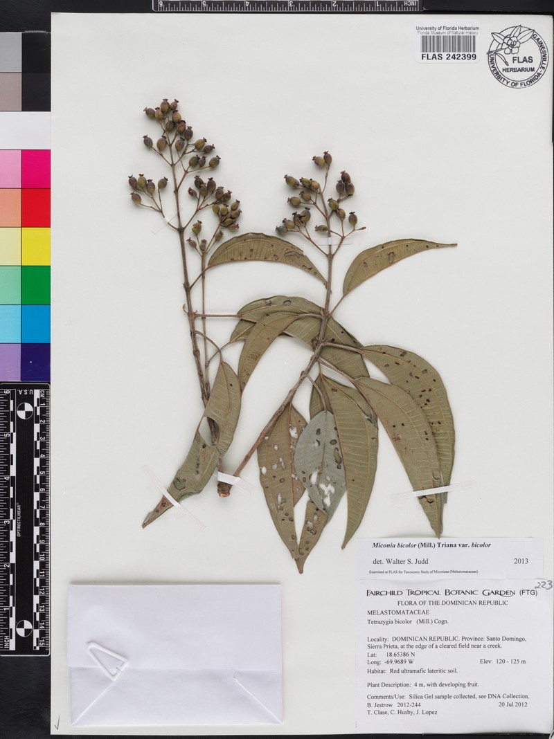 Miconia bicolor var. bicolor