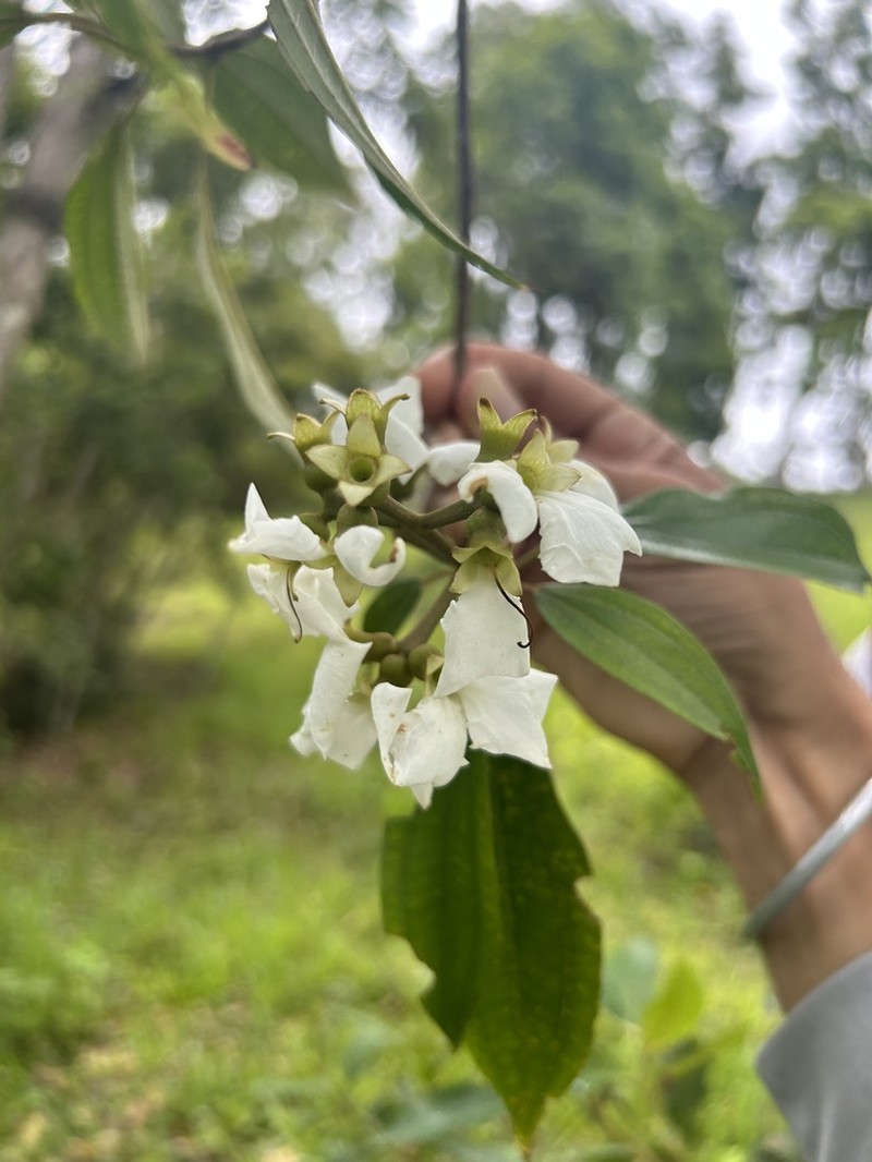 Puerto Rico Clover Ash