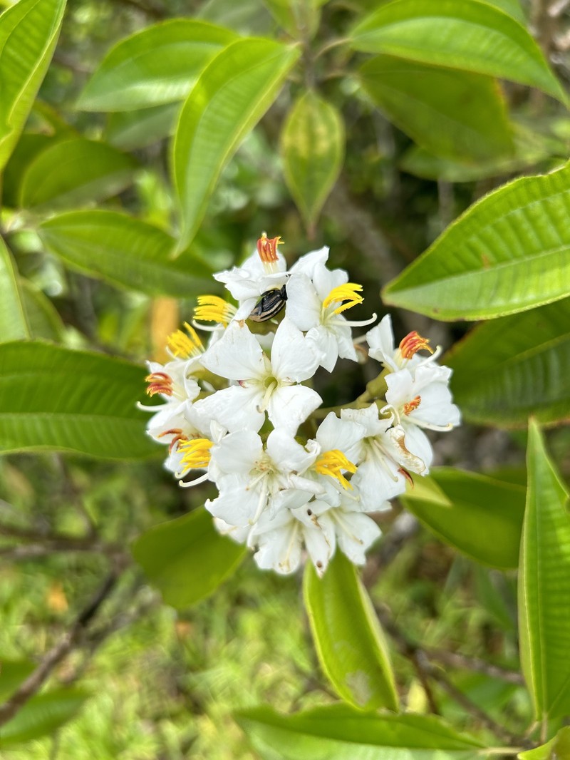 Puerto Rico Clover Ash photo 4