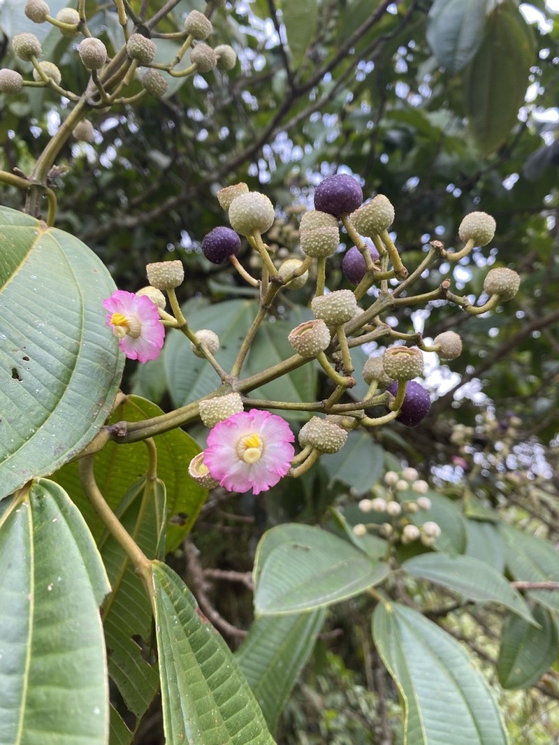 Miconia bigibbosa