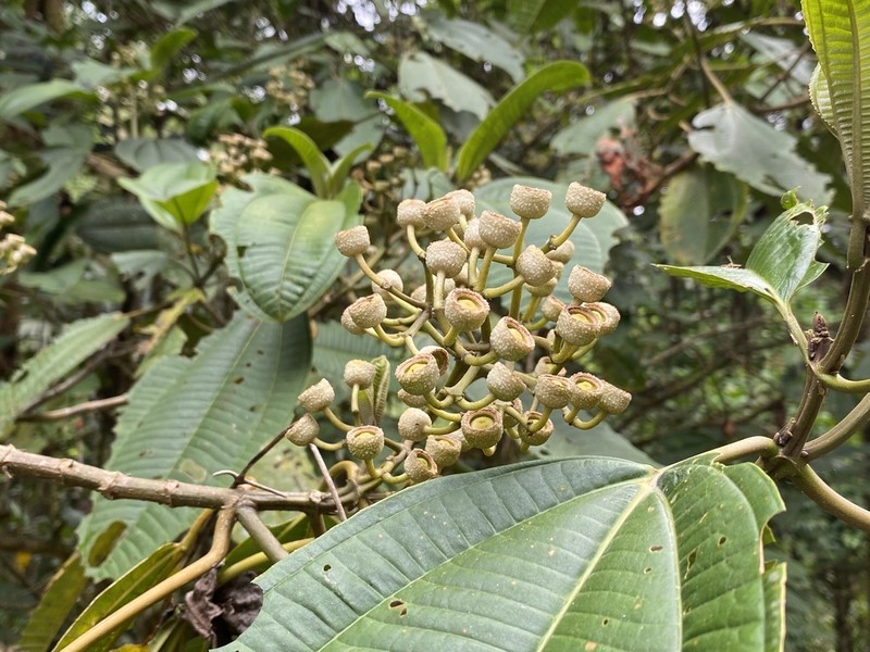 Miconia bigibbosa photo 2