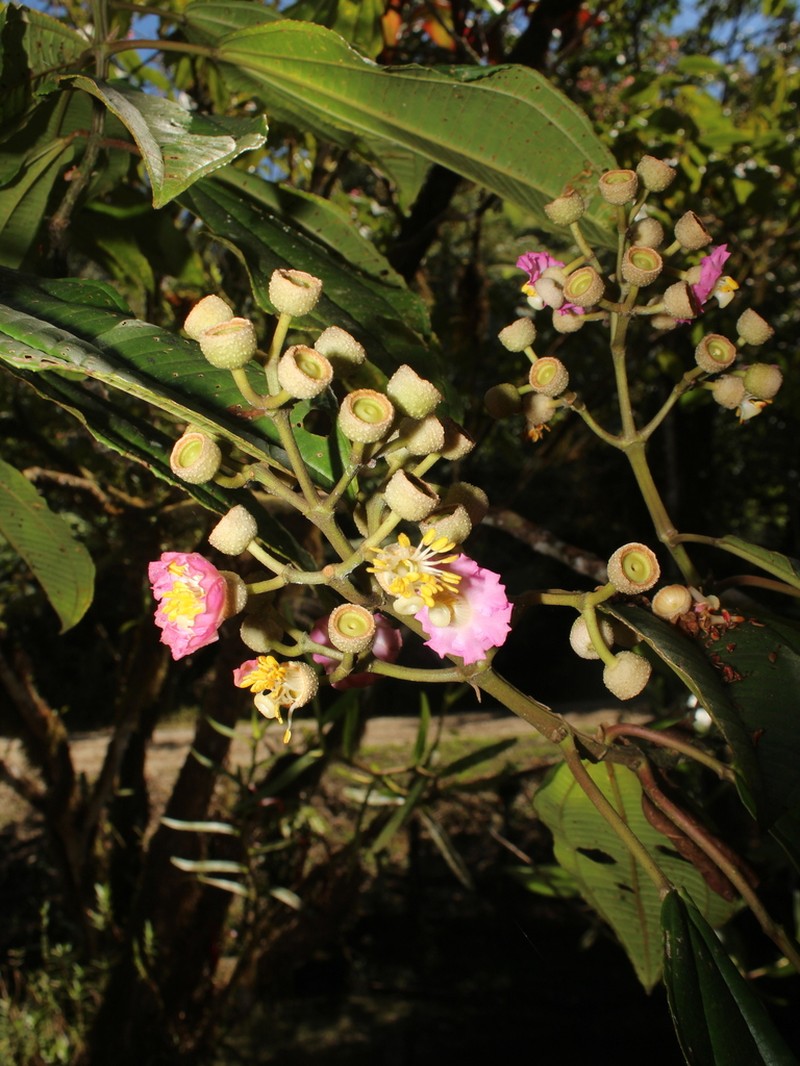 Miconia bigibbosa photo 3