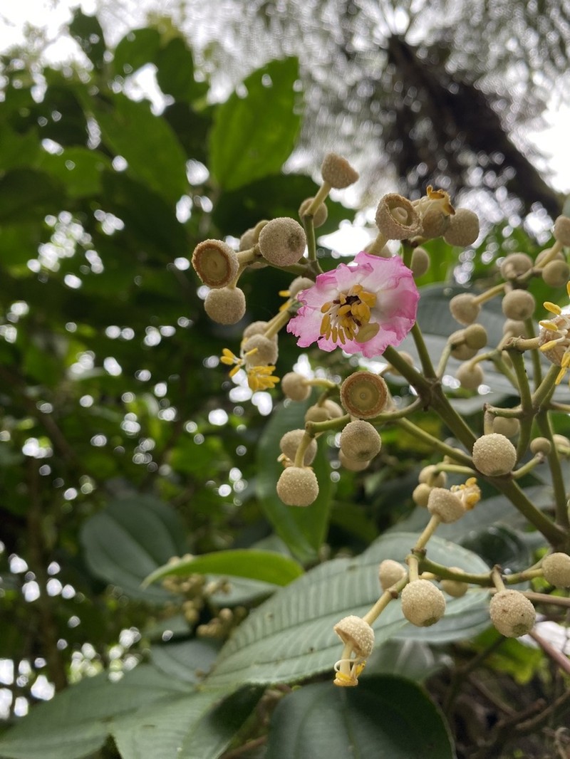 Miconia bigibbosa photo 4