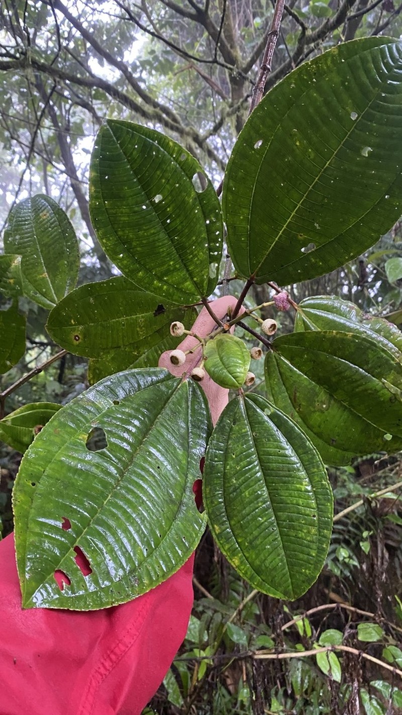 Miconia bigibbosa photo 5