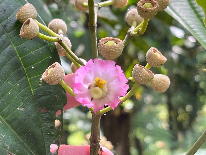 Miconia bigibbosa photo 6