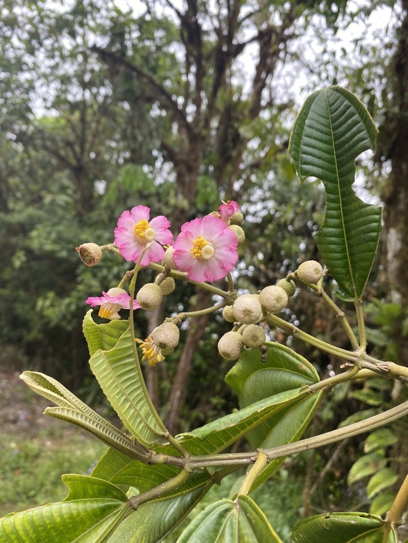Miconia bigibbosa photo 7