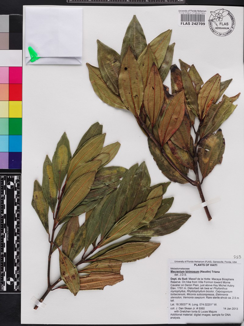 Miconia birimosa