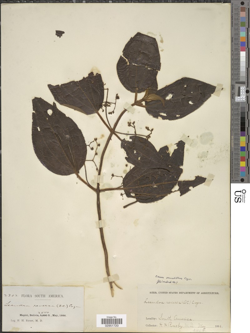 Miconia bisecundiflora