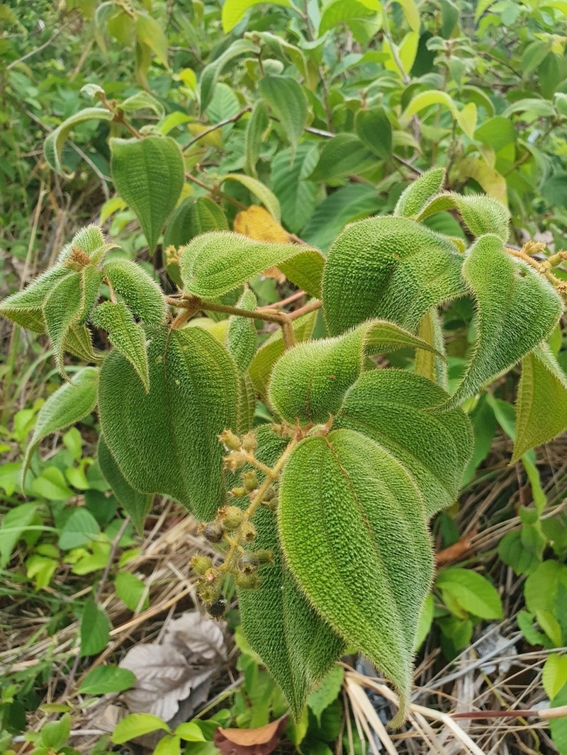 Miconia biserrata