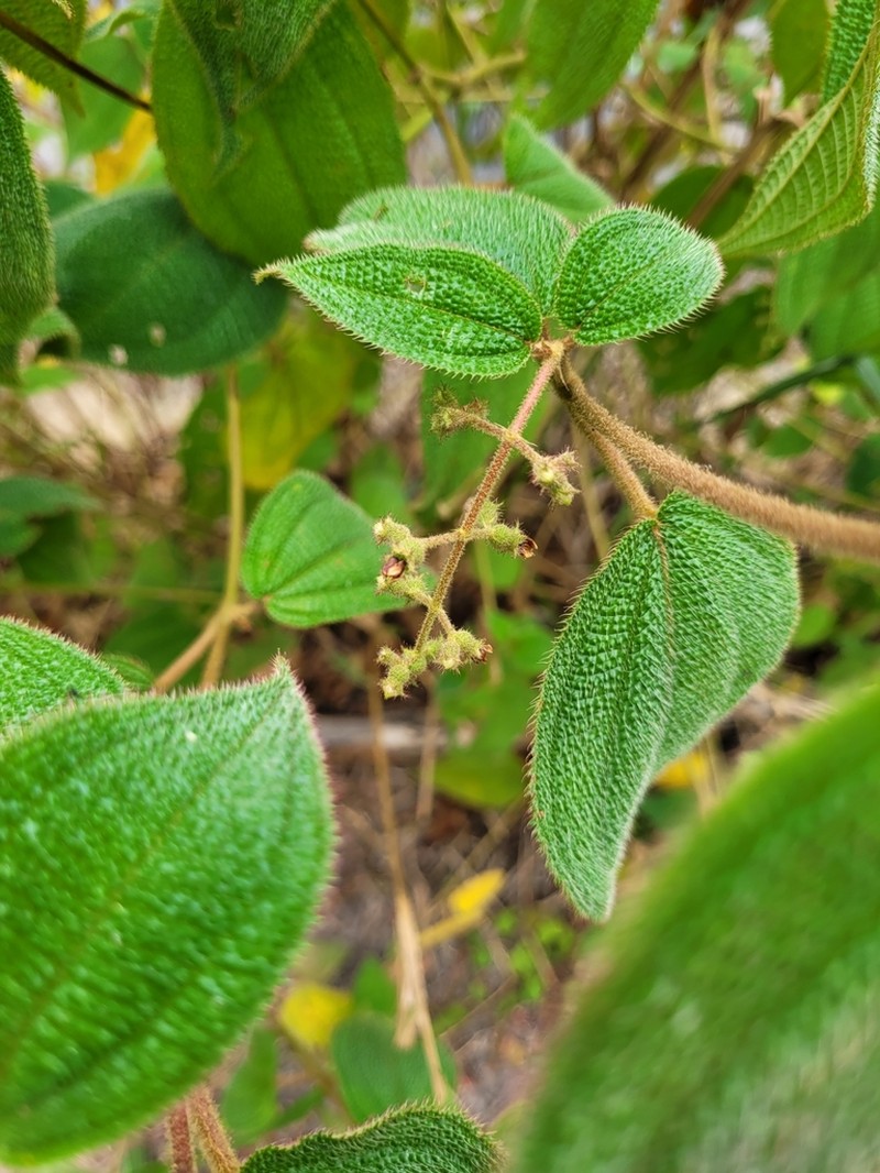 Miconia biserrata photo 2