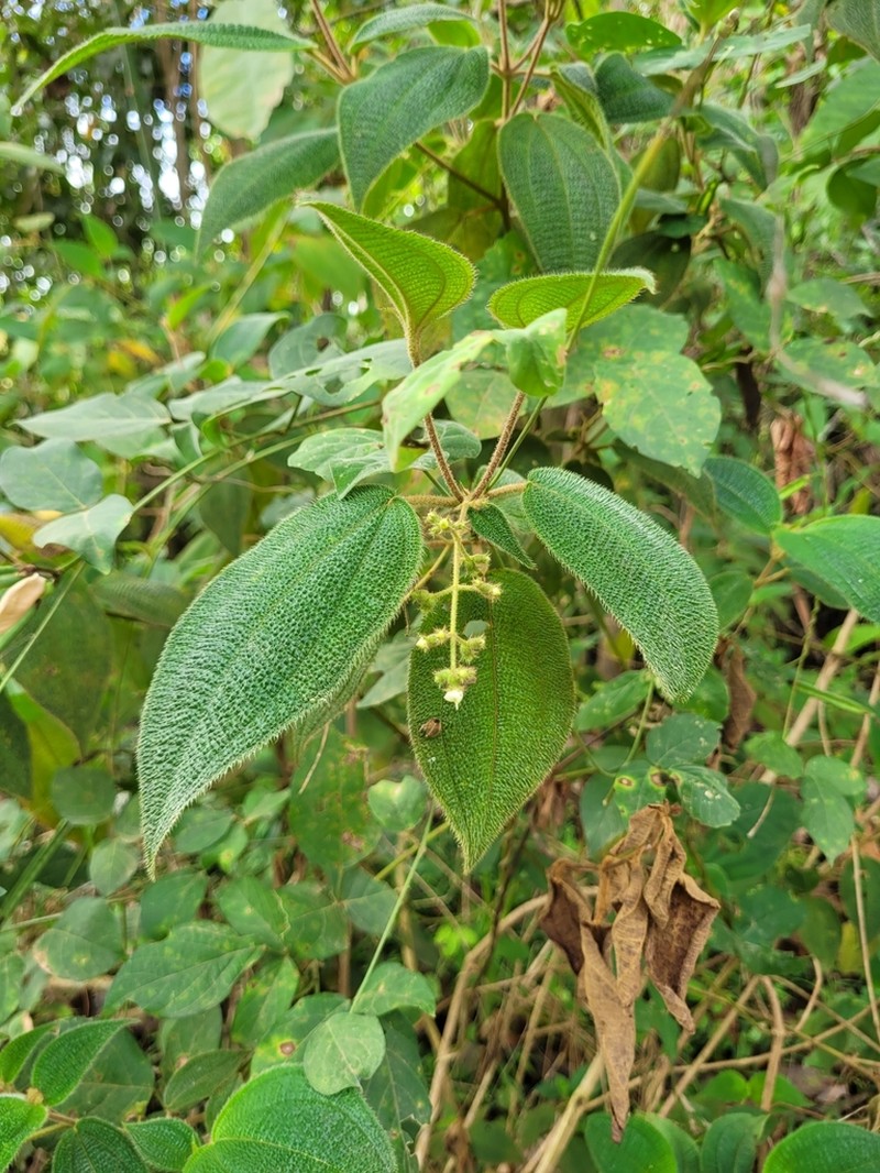 Miconia biserrata photo 3