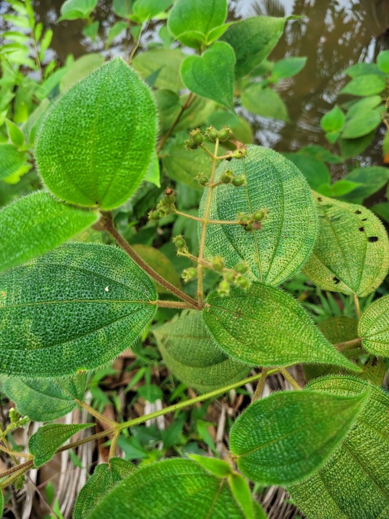 Miconia biserrata photo 4