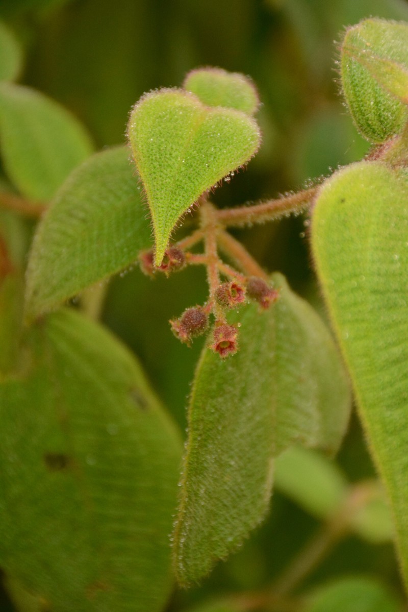 Miconia biserrata photo 5