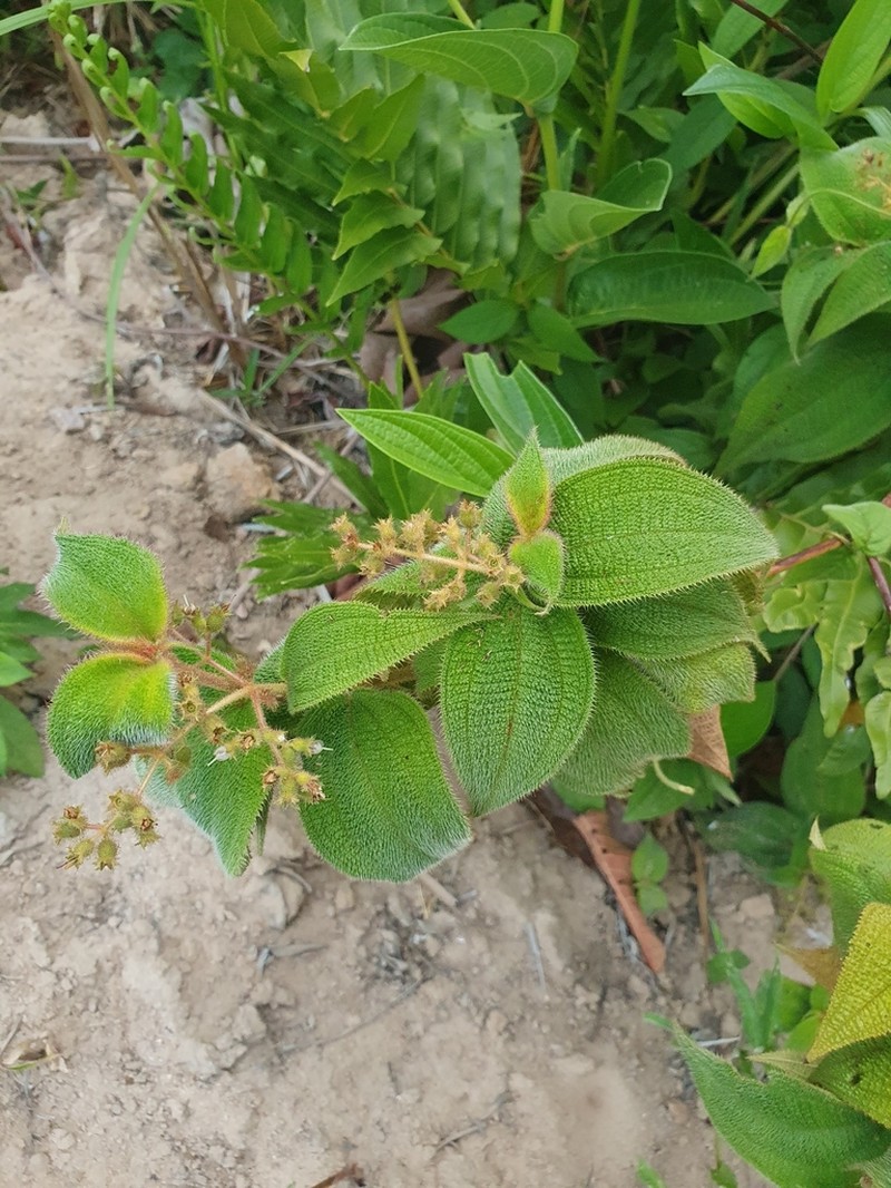 Miconia biserrata photo 6