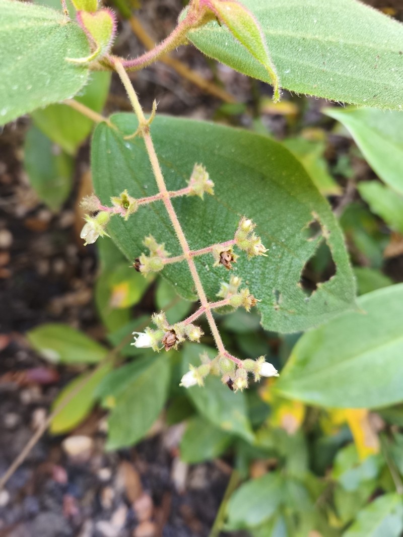 Miconia biserrata photo 7