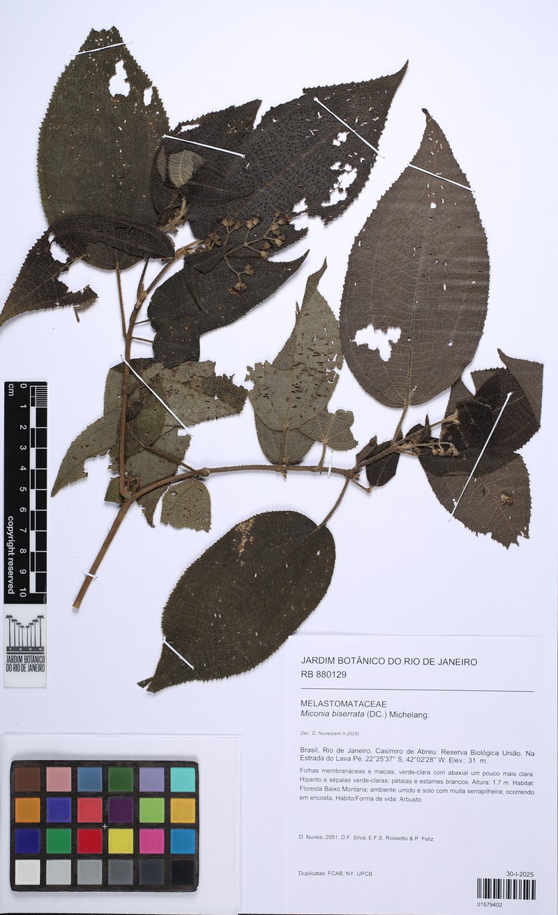 Miconia biserrata photo 8