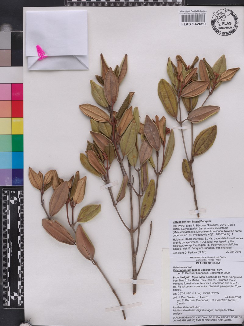 Miconia bissei
