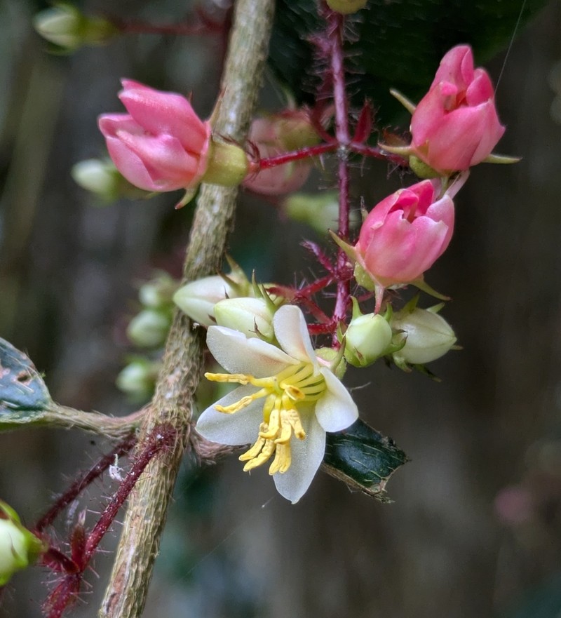 Miconia blepharodes