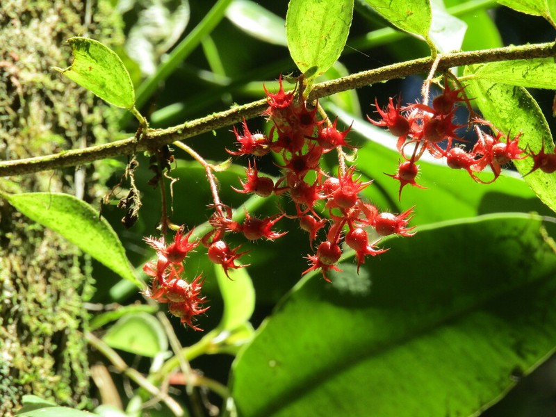 Miconia blepharodes photo 2