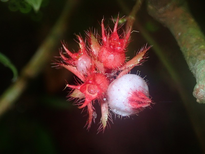 Miconia blepharodes photo 4