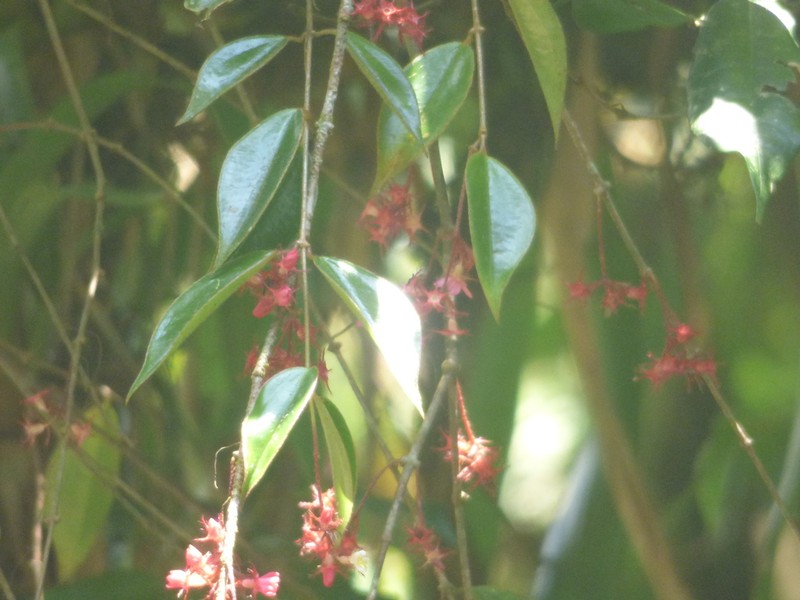 Miconia blepharodes photo 6