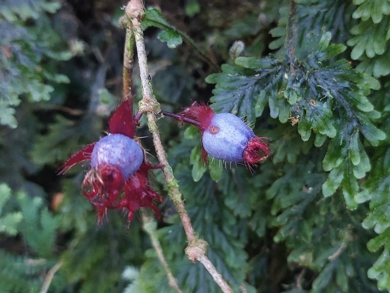 Miconia blepharodes photo 7