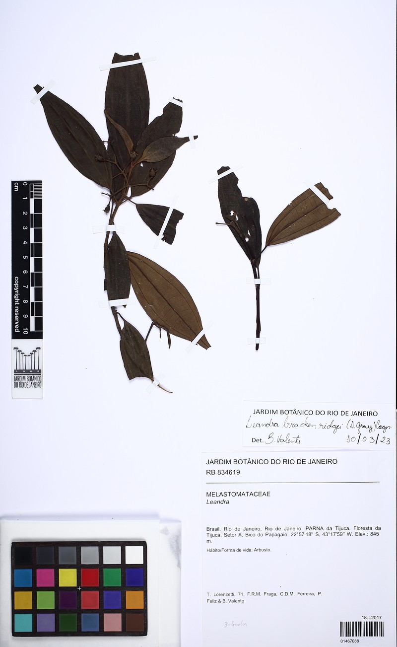 Miconia brackenridgei