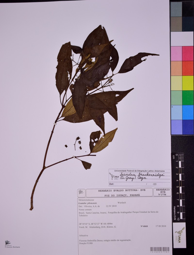 Miconia brackenridgei photo 2