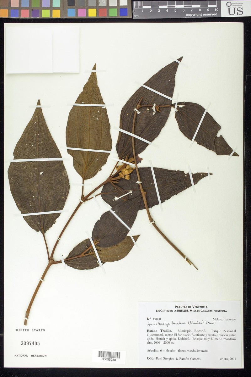 Miconia bracteosa