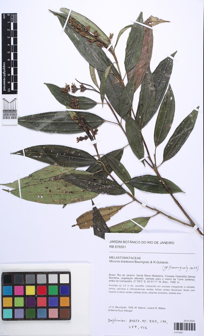 Miconia bradeana