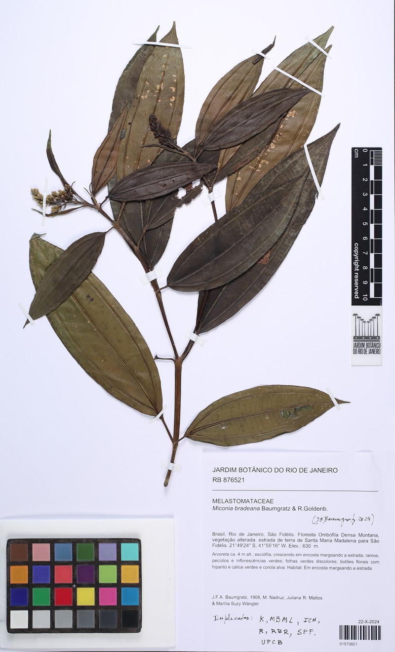 Miconia bradeana photo 2