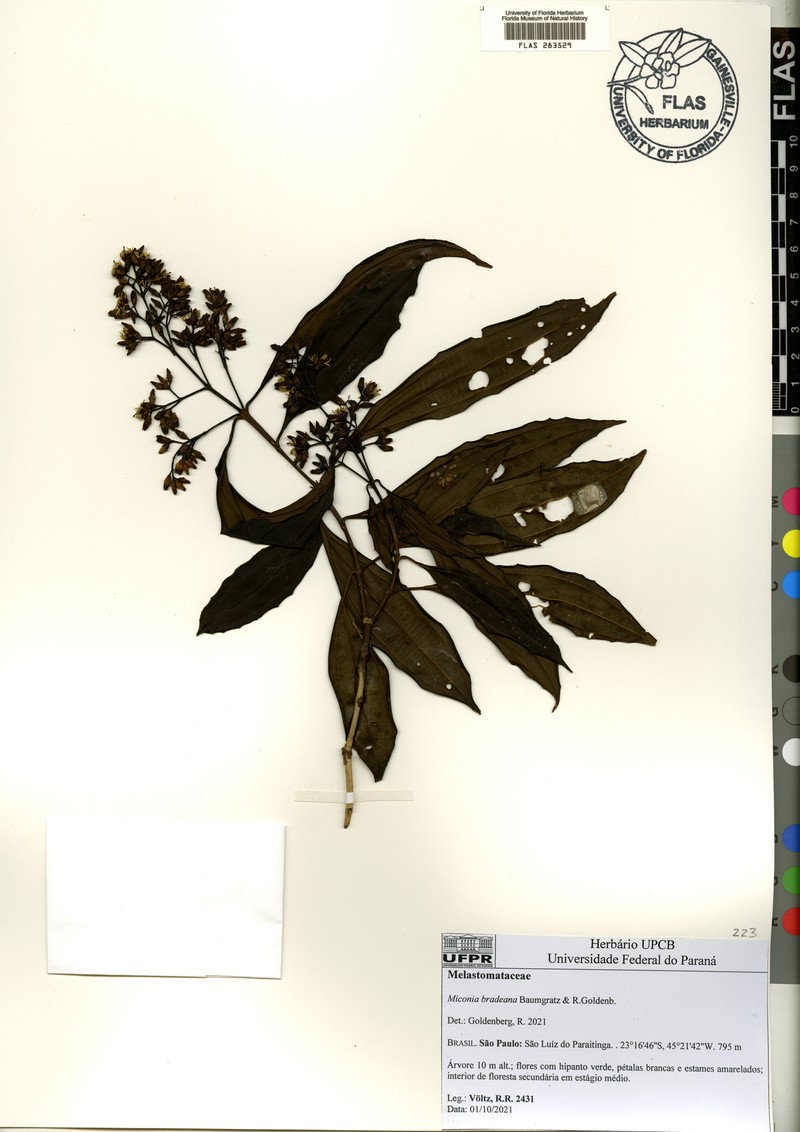 Miconia bradeana photo 3