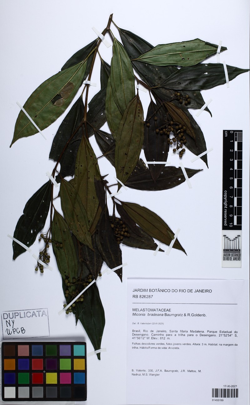Miconia bradeana photo 4