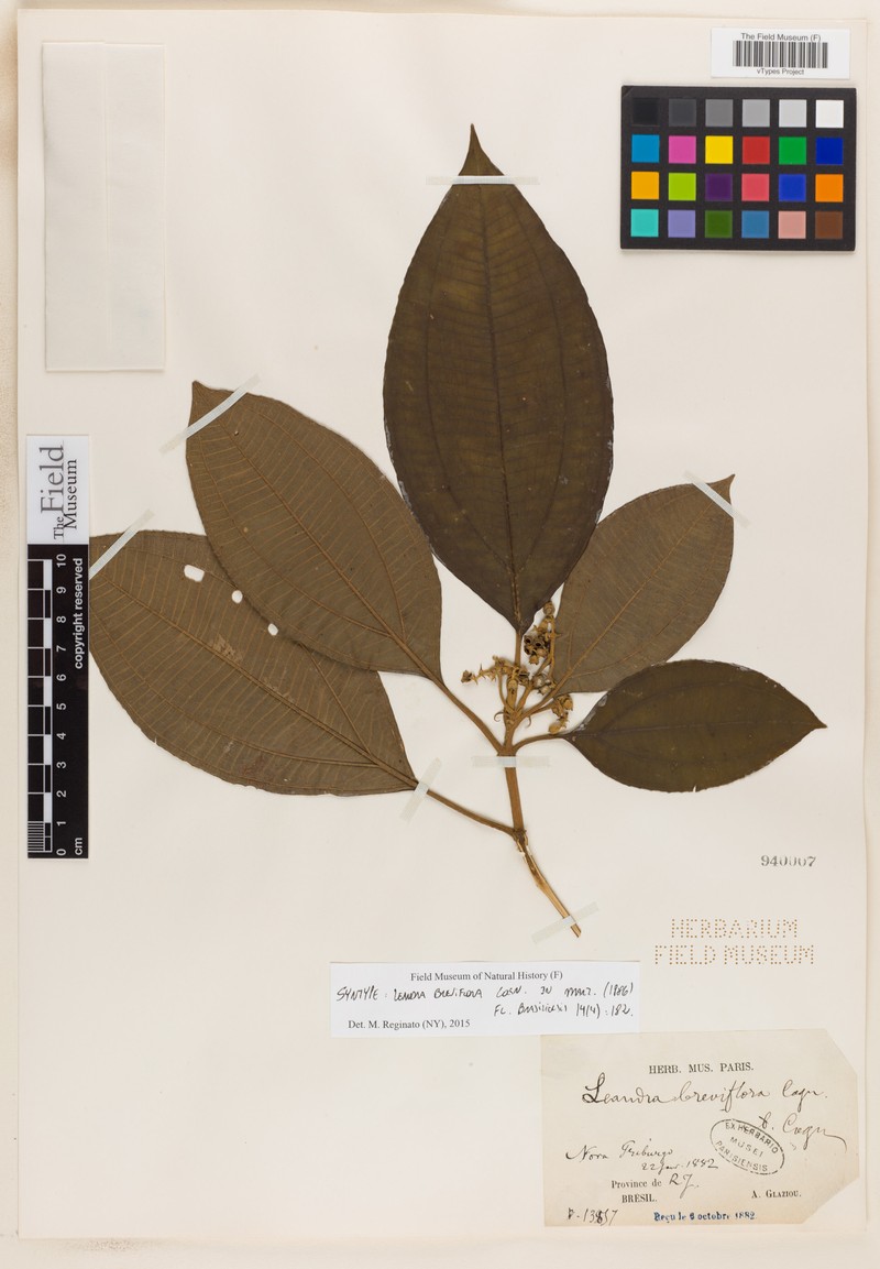 Miconia breviflora