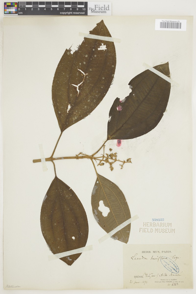 Miconia breviflora photo 2