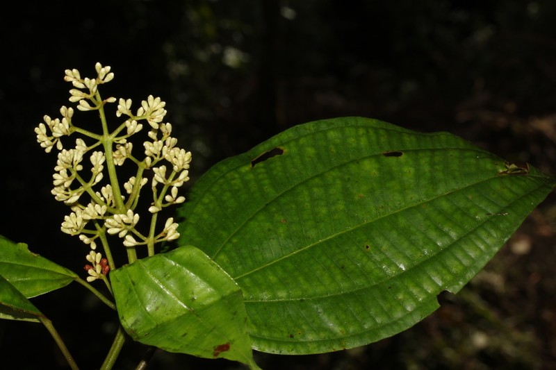 Miconia brigitteae
