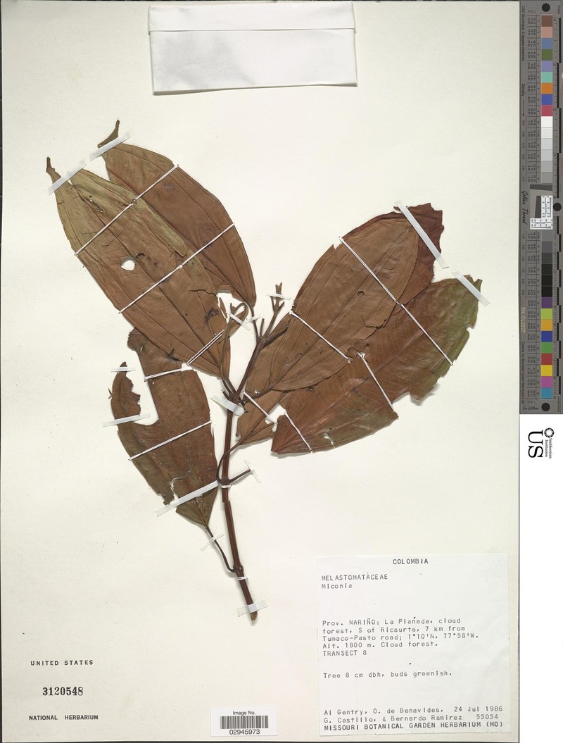 Miconia brigitteae photo 2