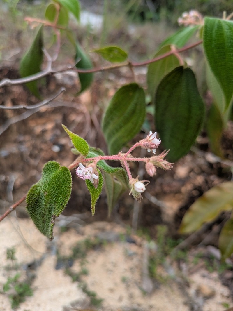 Miconia bullatifolia