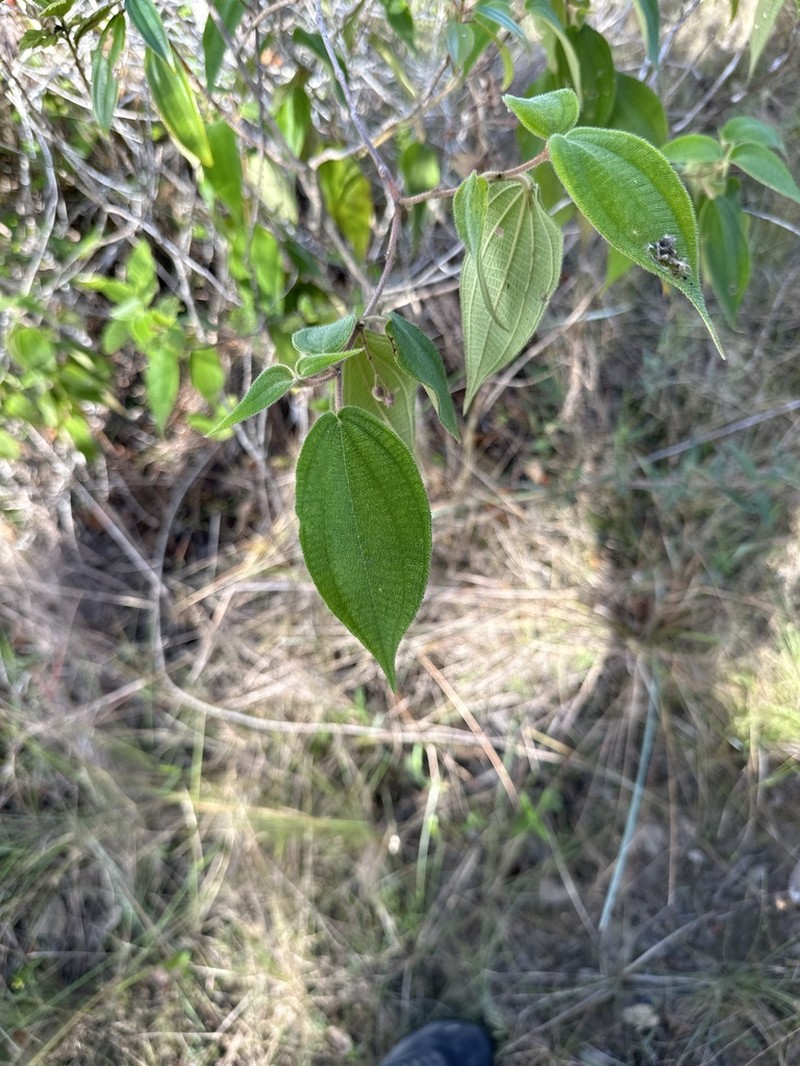 Miconia bullatifolia photo 2