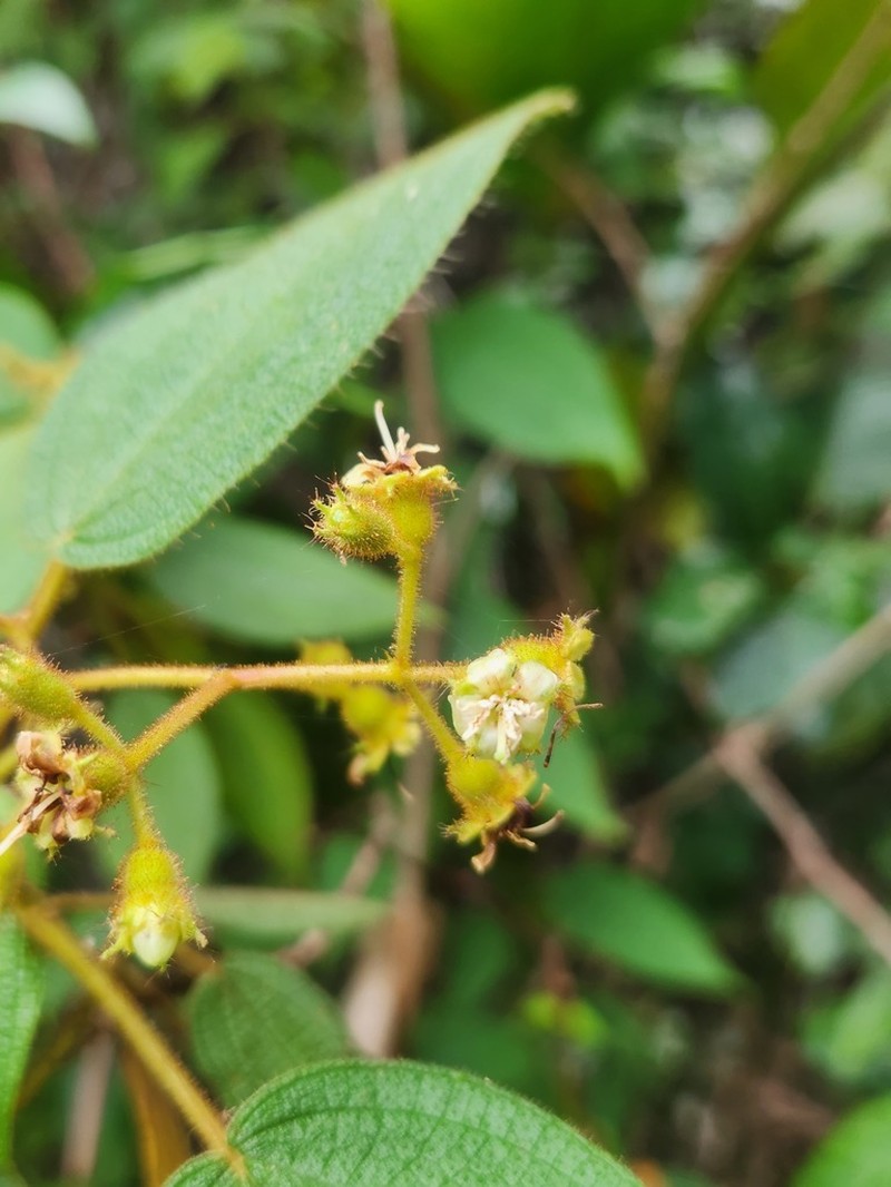 Miconia bullatifolia photo 3