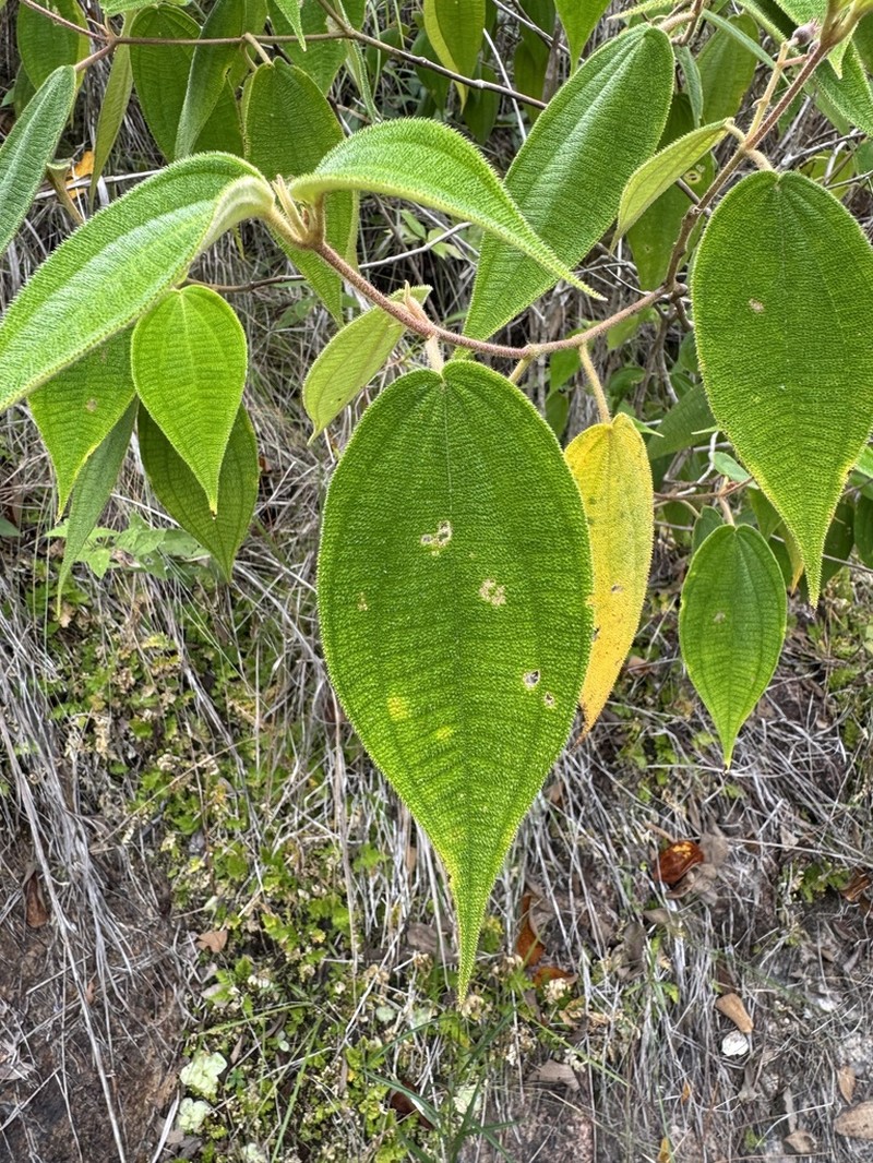 Miconia bullatifolia photo 4