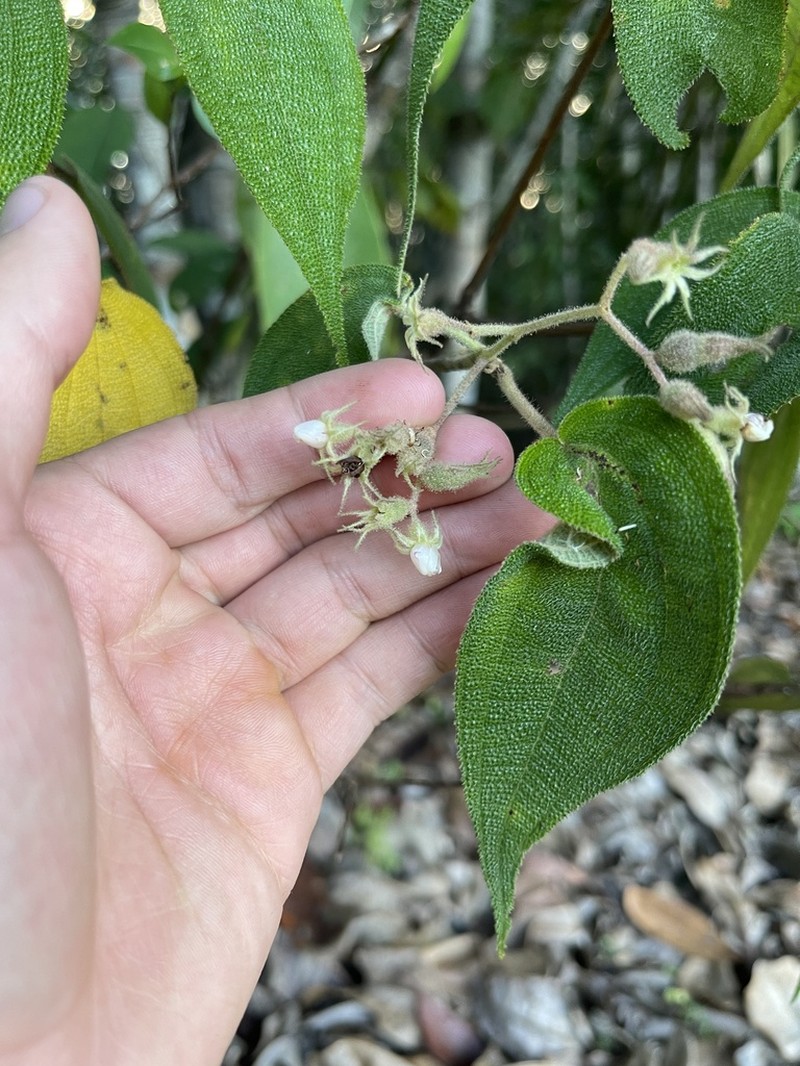 Miconia bullatifolia photo 5