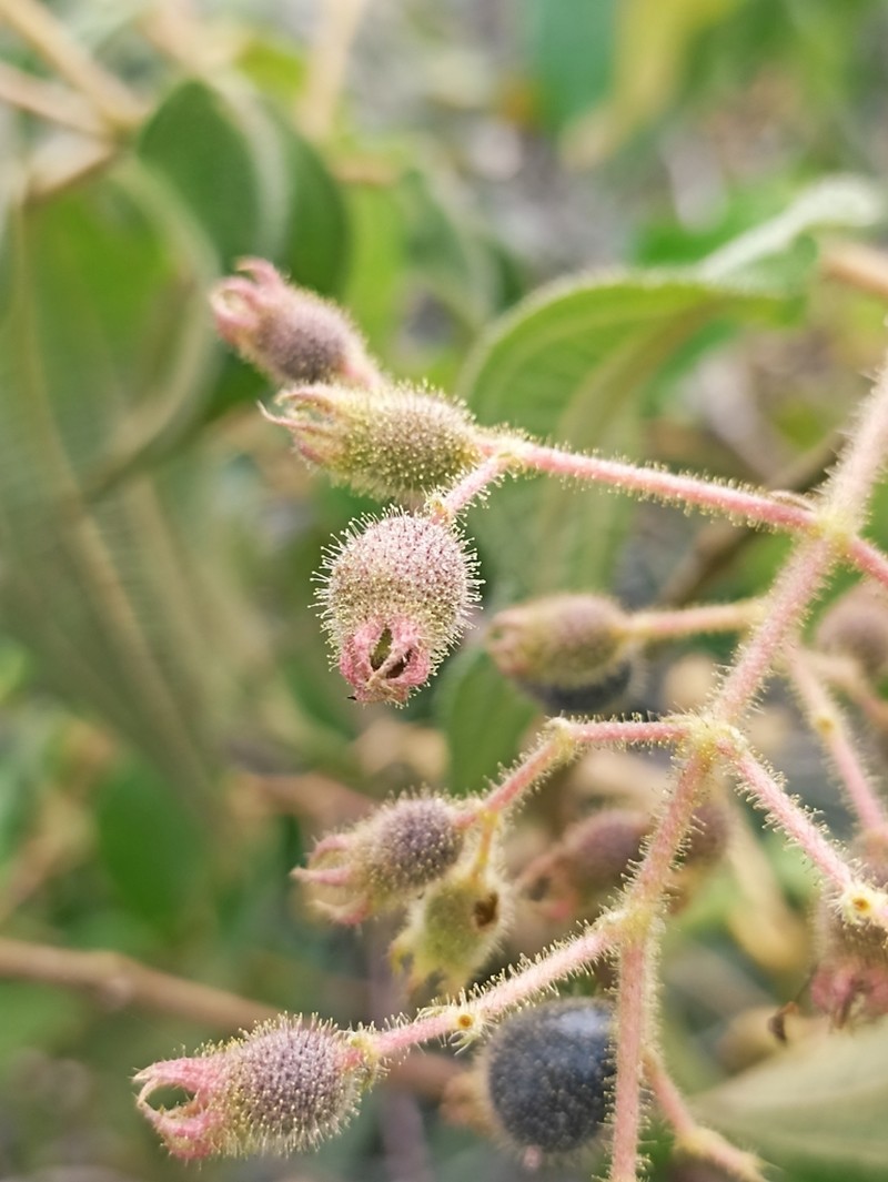 Miconia bullatifolia photo 6