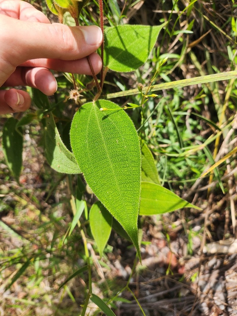 Miconia bullatifolia photo 7