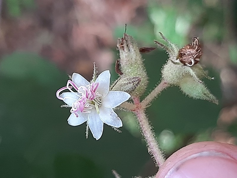 Miconia bullatifolia photo 8