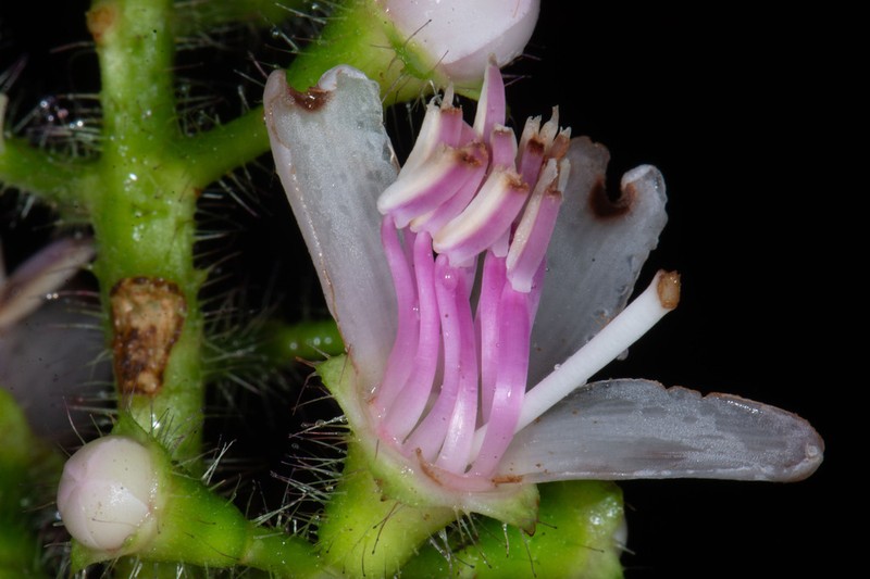 Miconia bullifera
