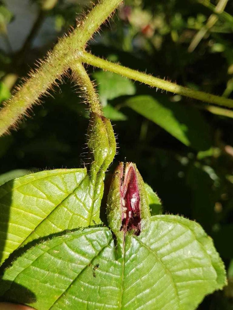 Miconia bullifera photo 2
